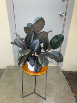 Ficus Elastica Burgundy Rubber Tree House Plant 6” Pot