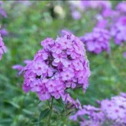 Pink Phlox