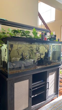 Large Freshwater Aquarium Fish Tank