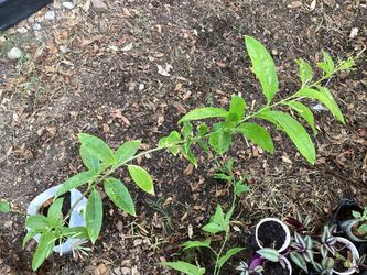 Night Blooming Jasmine Plant 