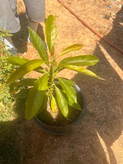 Avocado plant