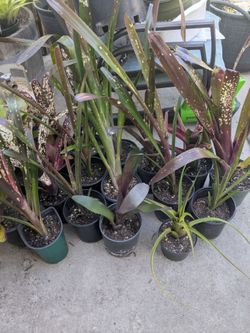 Large assortment of smaller bromeliad's