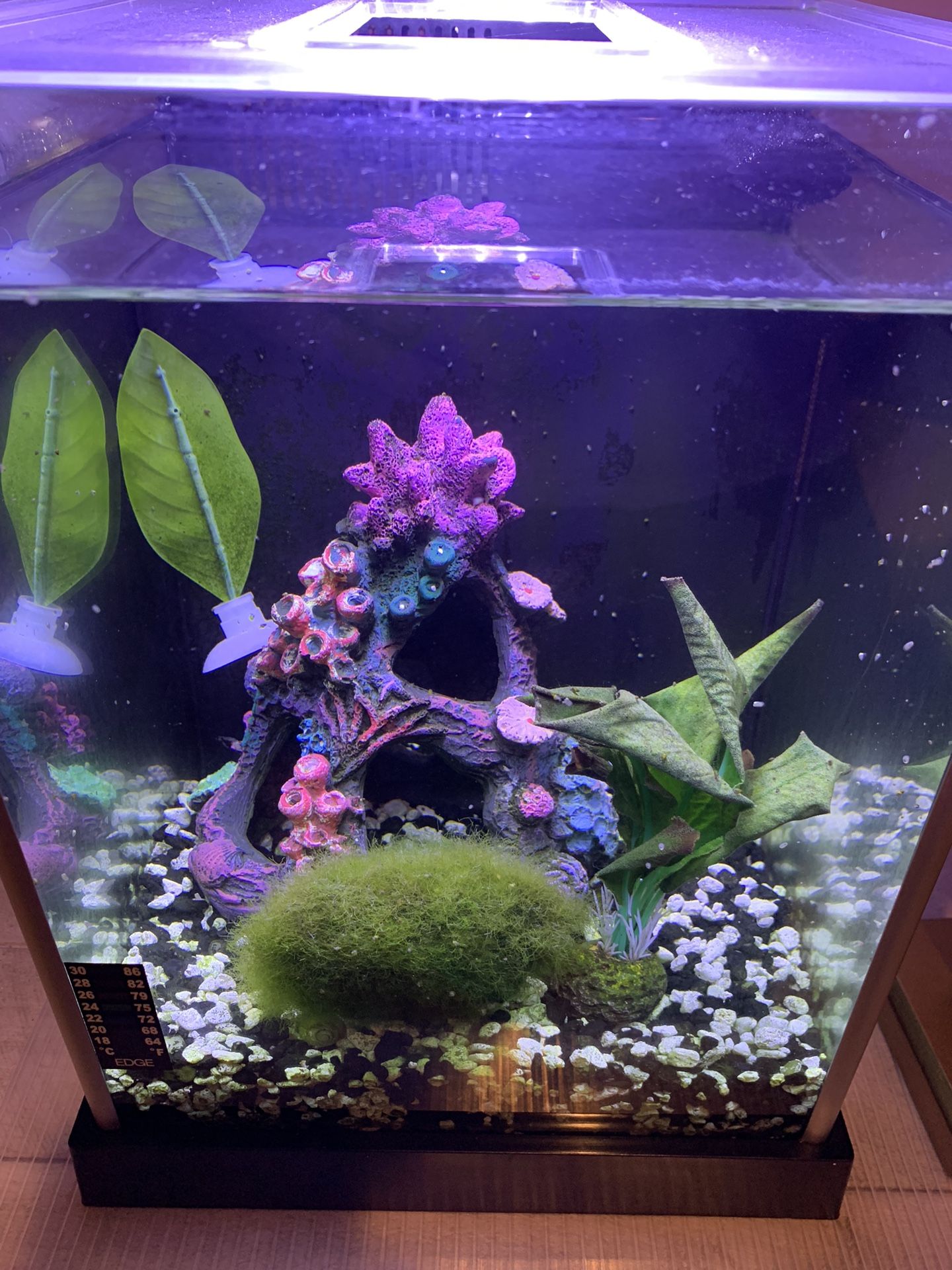 Fluval 2.5 Gallon Aquarium 