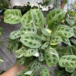 6” maranta beauty kim