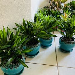 song of jamaica dracaena Live Plant 6” Nursery Pot💚$15 EACH