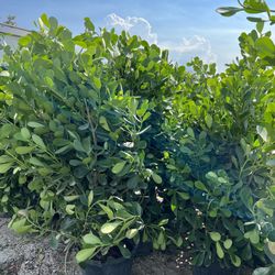 Clusias (Privacy Hedges) Plants