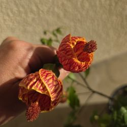 Abutilon 'Tiger Eye'/Chinese Lantern 