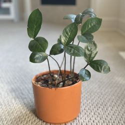 Zz Plant With Pot 