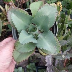 Kalanchoe Succulent Mother Of A Thousand