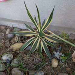 Agave plant