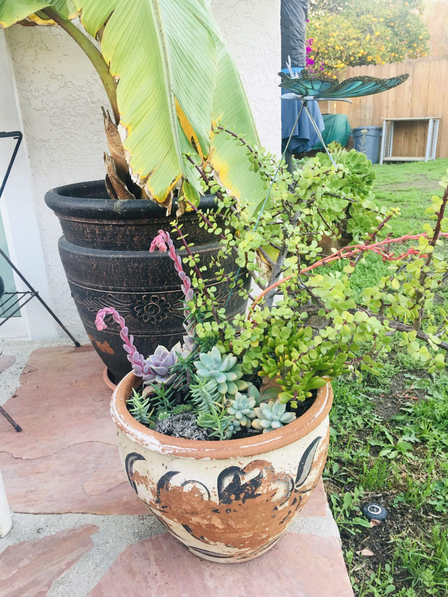 Plants