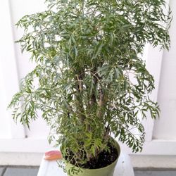 Aralia Ming Stump Plant 6" Pot - Indoor House Plants 