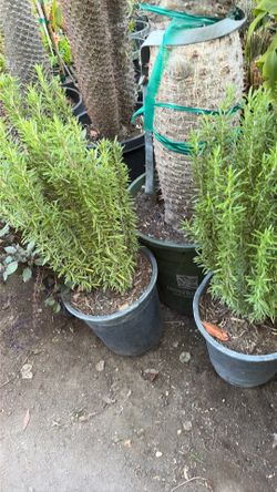 Romero plant
