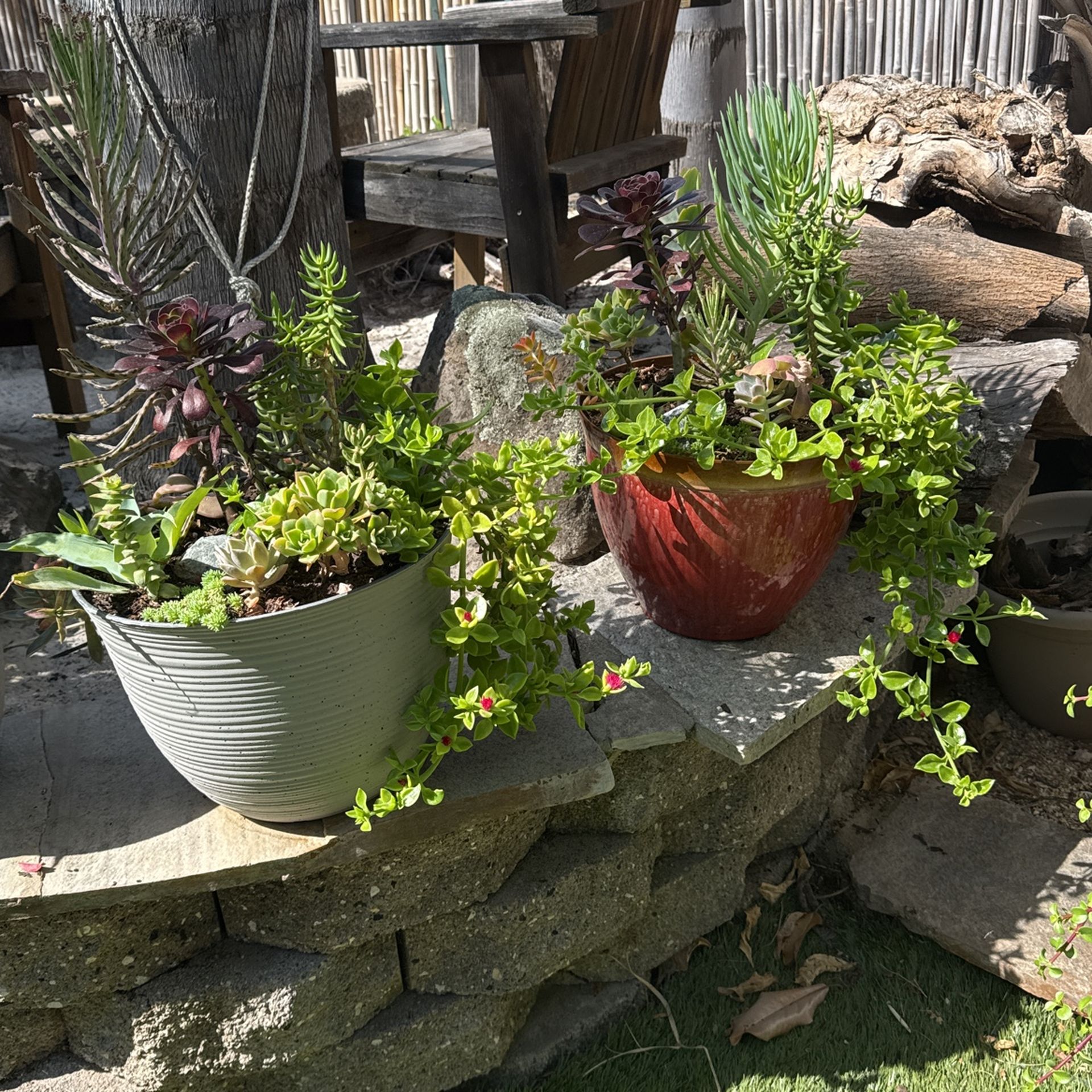 Succulents