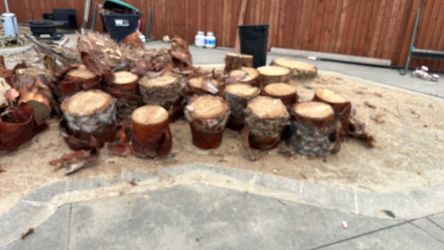 Free tree stumps!