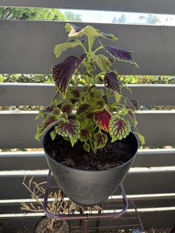 Plant