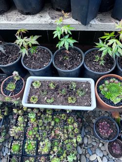 Plants for sale