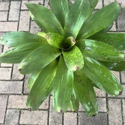 Bromelia Plant
