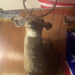 Deer  Mount