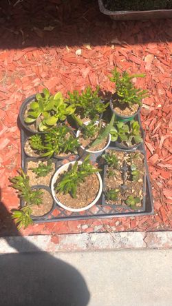 Gollum Jade Succulent Crassula Ovata small size