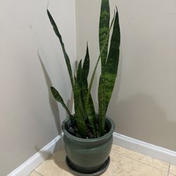 House Snake Plant 11” diameter 34” height Pot included!