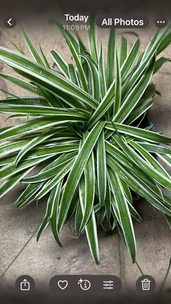 Spider plant