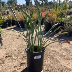 Birds Of Paradise Plants