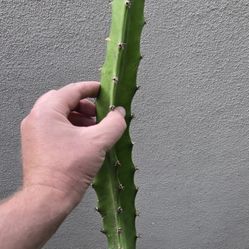 Dragon Fruit Cuttings (Purple Megalantus)