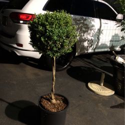 Boxed Wood Tree