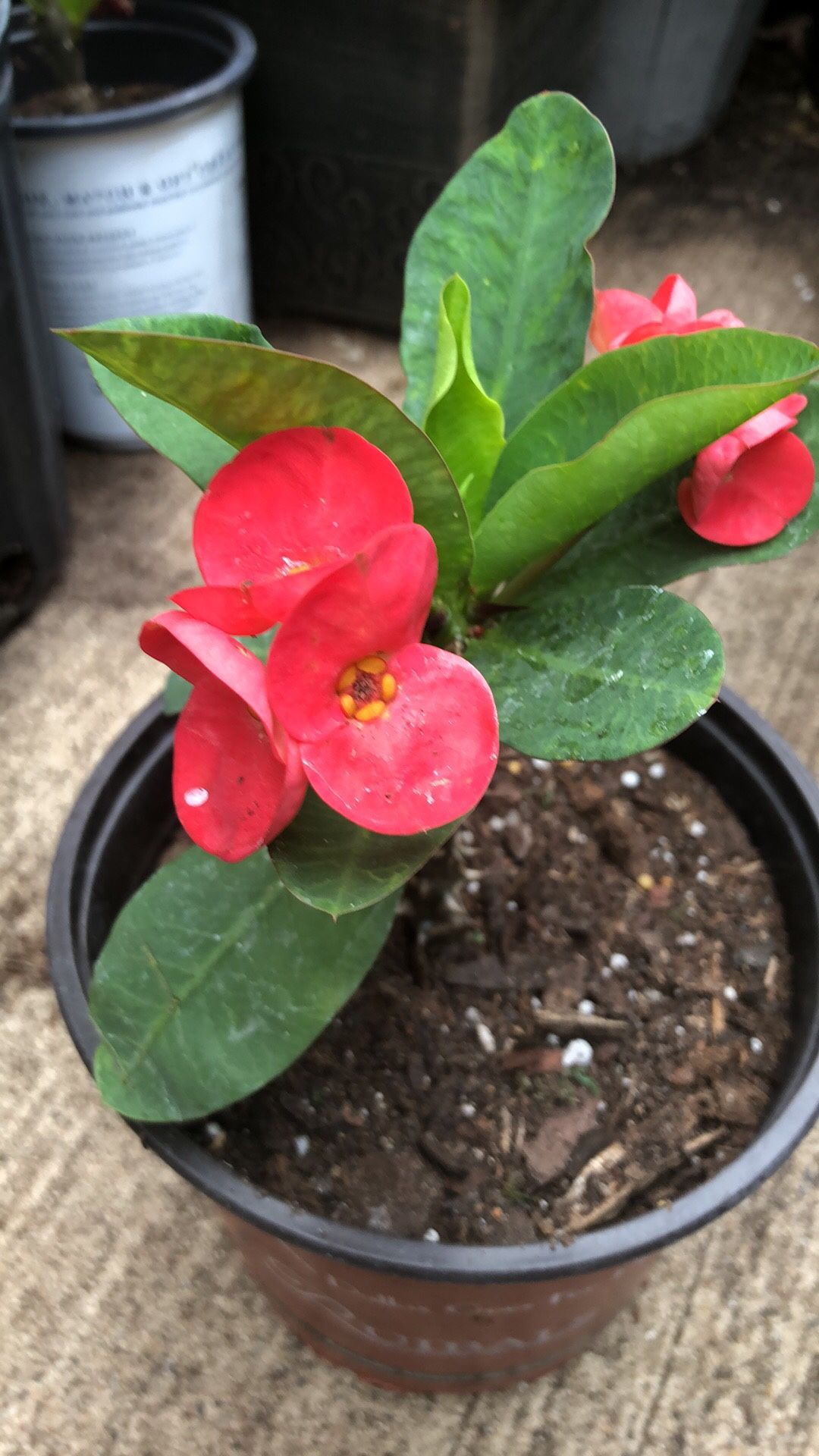 Red Supper Crown Of Thorn Corona Thai Hybrid Millionaire Big Flower Blooming 10” Plant