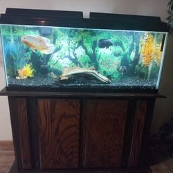 Aquarium Setup