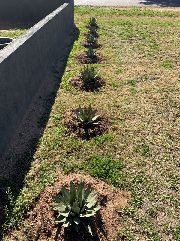7 Agave Plants for Sale in Phoenix, AZ OfferUp