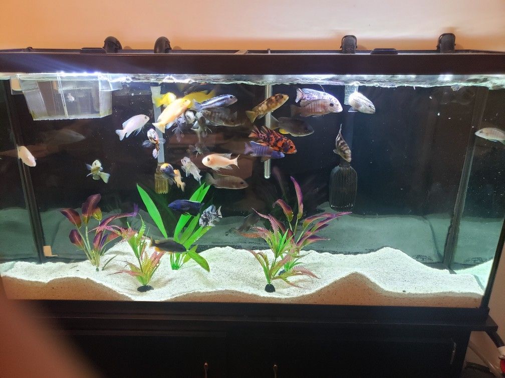 Aquariums Full Set Up
