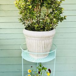 $39 Each Beautiful Plant