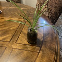 Spider plant