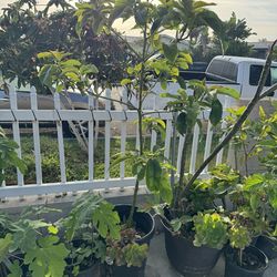 Avocado 🥑 (hass) Tree 🥑