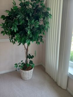Plant