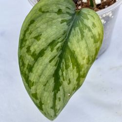 Scindapsus Silver Sierra 