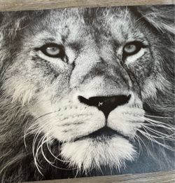 Black and White Lion Canvas Wall Art