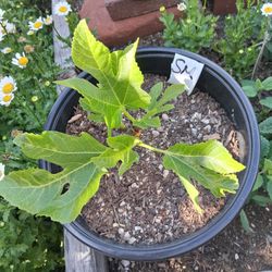 Smith Fig Tree In 1/2 Gallon Container Tasty Strawberry Flavored Type