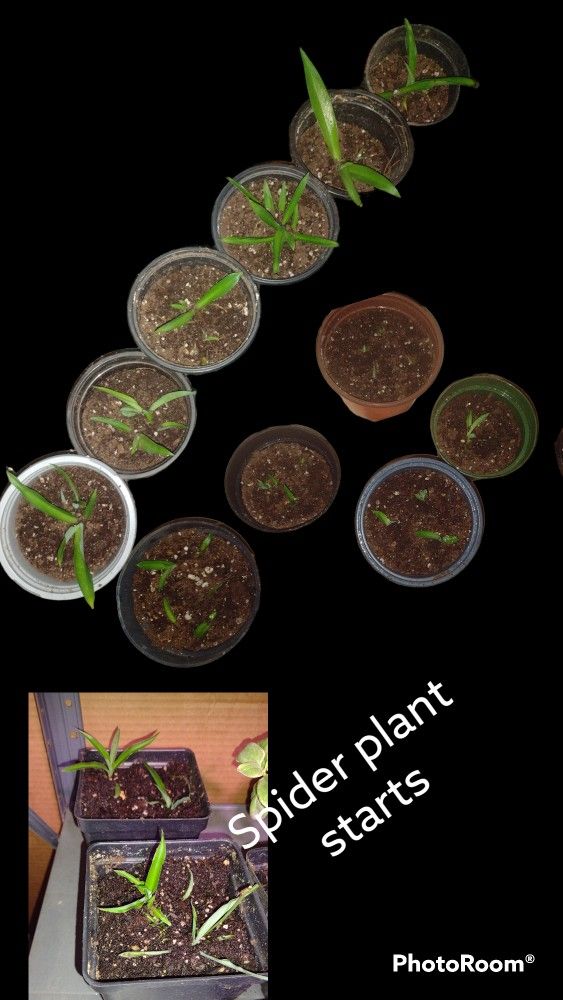 Various Types Of Plant Starts