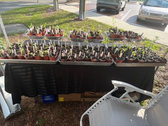 Seedlings for sell