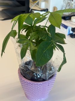 Money Tree Plant in Pink Ceramic Pot