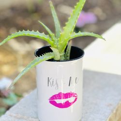 Aloe