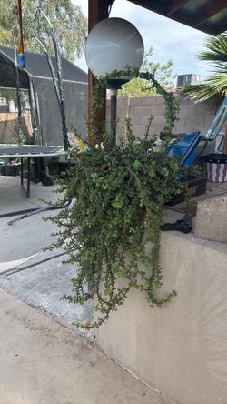 Plants