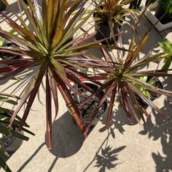 Money Tree