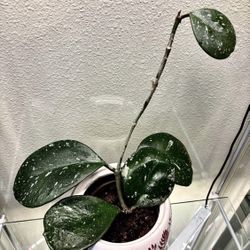 Hoya Obovata In Ceramic Pot