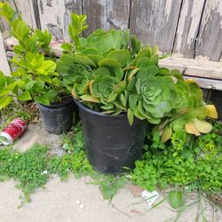 Planta 20 Dolares 