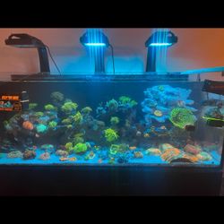 Red Sea G1 525 XL Reef Fish Tank / Aquarium