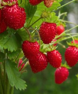 Wild Strawberries plant